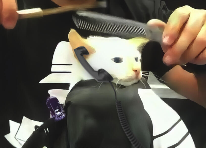 cat getting fade